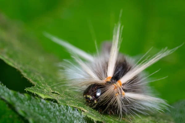 Larv Livnär Sig Löv Fauna Från Sydamerika Colombia — Stockfoto