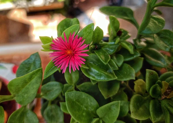 Closeup Tiro Uma Flor Lírio Rosa Jardim — Fotografia de Stock