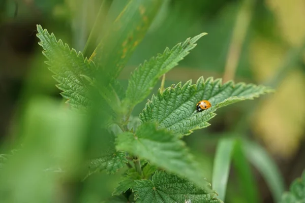 Mise Point Sélective Une Coccinelle Sur Une Feuille Dans Verdure — Photo