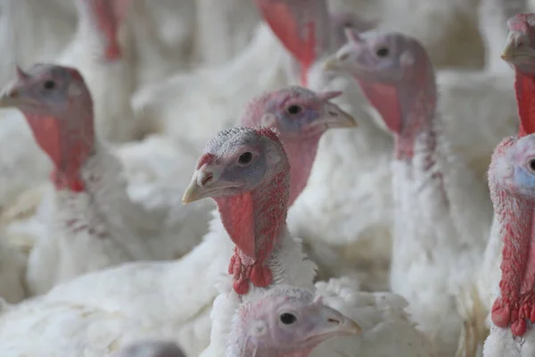 Μια Ομάδα Κοτόπουλων Κρεατοπαραγωγής Στη Φάρμα — Φωτογραφία Αρχείου