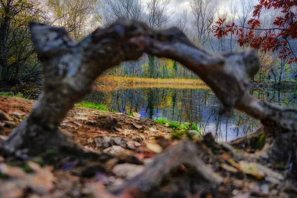 Vista Del Lago Tranquilo Través Del Tronco Del Árbol Del — Foto de Stock