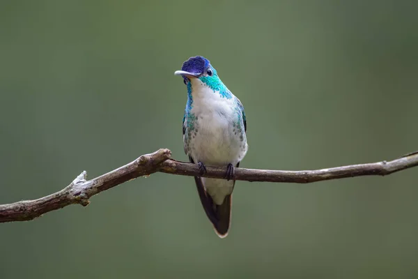 Ciekawe Spojrzenie Małego Kolibra — Zdjęcie stockowe