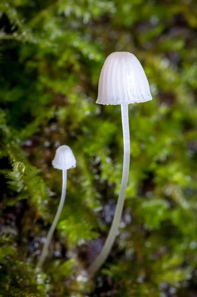 Champignons Miniatures Émergeant Morceau Bois Rempli Mousse Nature Amérique Sud — Photo