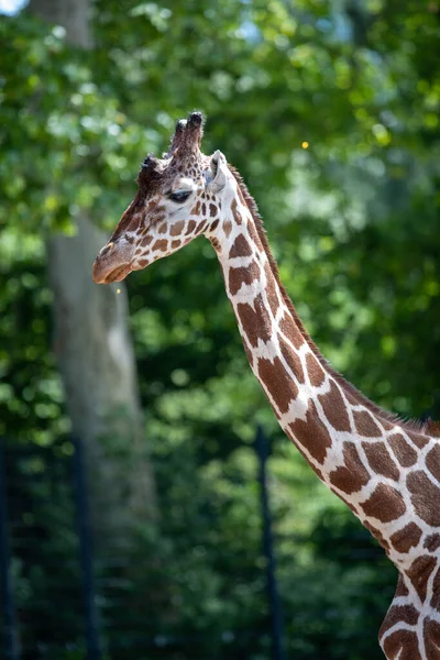 Vertical Shot Giraffe Blurred Background Green Trees — Stock Photo, Image