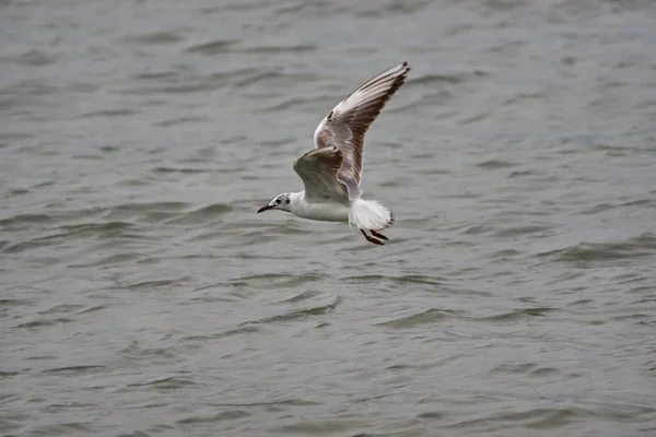 Una Hermosa Vista Una Gaviota Que Eleva Justo Encima Del — Foto de Stock