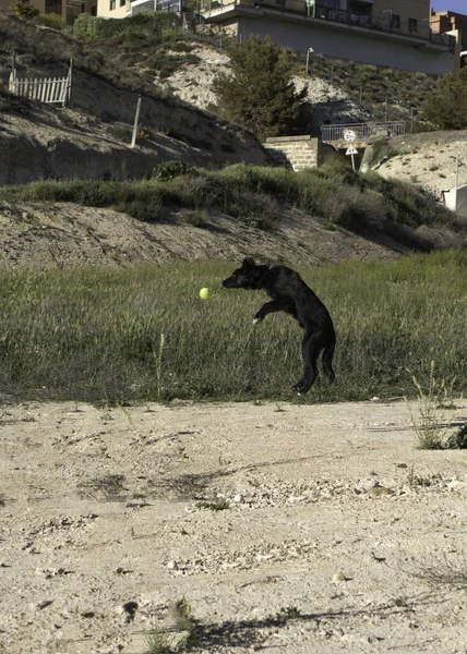 Border Collie Svart Hund Leker Med Tennisboll Och Hoppar Skogen — Stockfoto