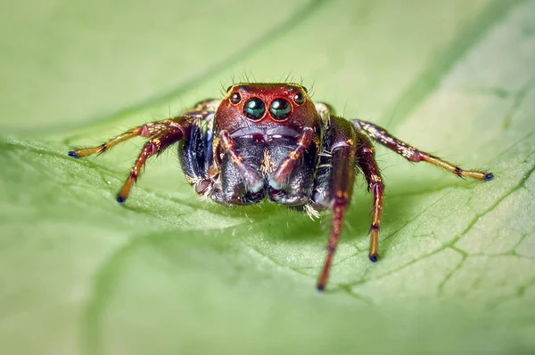 Kleine Nieuwsgierige Spin Kijkt Recht Vooruit Natuur Uit Zuid Amerika — Stockfoto