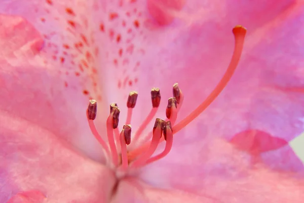 Een Close Van Een Delicate Lichtroze Rododendron Bloesem Met Blauwe — Stockfoto