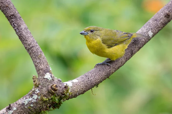 Euphonia Samice Sedící Suchém Stromě — Stock fotografie