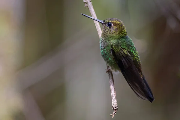Mały Koliber Siedzący Gałęzi — Zdjęcie stockowe