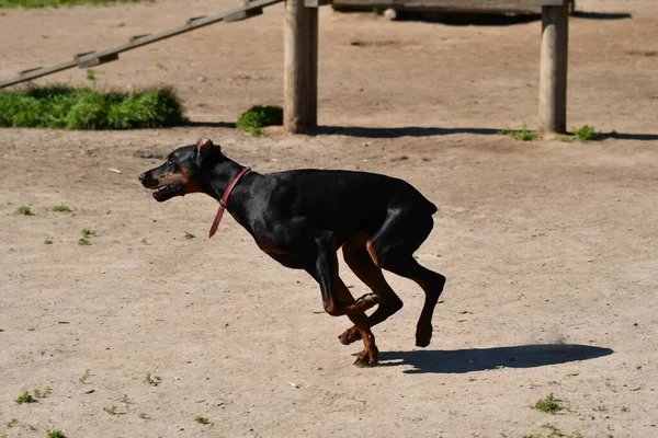 Giovane Cane Doberman Correre Parco Mattino Una Luce Graziosa — Foto Stock