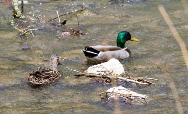 Primer Plano Ánades Reales Macho Hembra Flotando Las Aguas Del — Foto de Stock