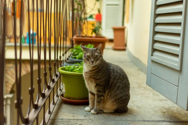 Een Grijze Kat Die Naar Camera Staart Terwijl Hij Een — Stockfoto