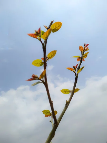 Plano Vertical Una Rama Árbol Con Hojas Jóvenes Cielo Fondo — Foto de Stock