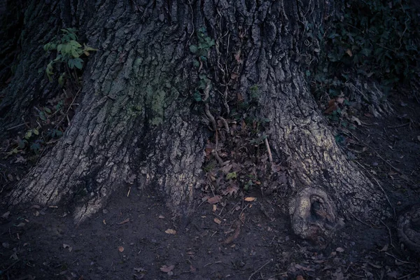 Closeup Shot Tree Trunk — Stock Photo, Image