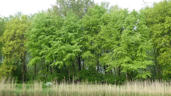 Nahaufnahme Eines Fließenden Flusses Einem Wald — Stockfoto