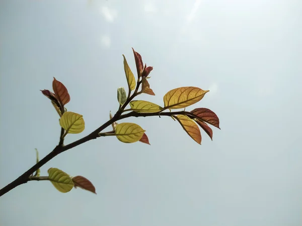 Närbild Skott Ett Träd Gren Med Unga Blad Och Himlen — Stockfoto