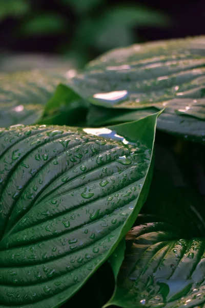 一种绿色的荷斯塔植物 水滴在模糊的背景下垂直拍摄 — 图库照片