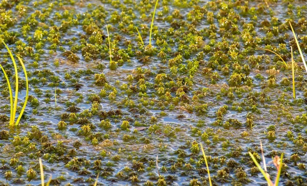 Musgo Turfa Sphagnum Água Pântano Mohos — Fotografia de Stock