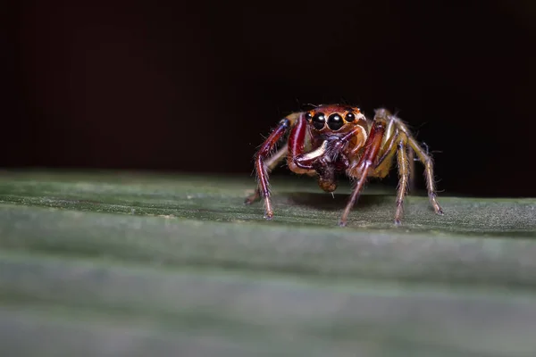 Skaczący Pająk Spokojnie Żywiący Się Liściem Natura Ameryki Południowej Kolumbia — Zdjęcie stockowe