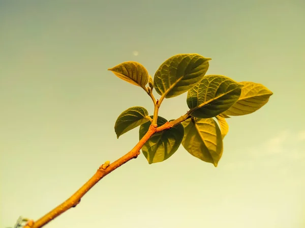 Närbild Skott Ett Träd Gren Med Unga Blad Solljuset — Stockfoto