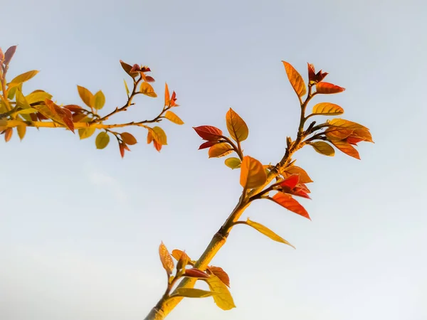 Primo Piano Ramo Albero Con Foglie Giovani Cielo Sullo Sfondo — Foto Stock