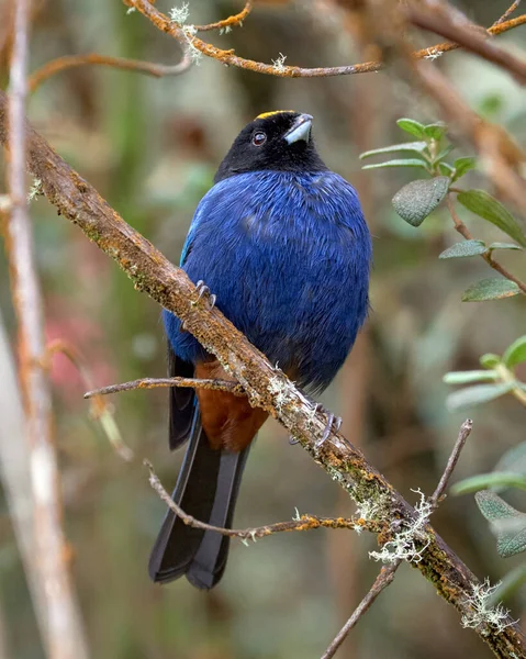 Bel Oiseau Bleu Perché Sur Une Branche — Photo