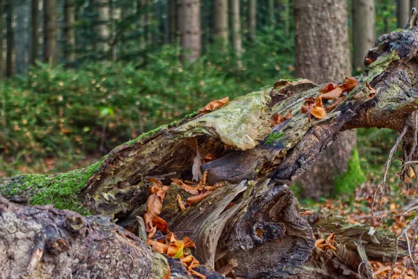 Detailní Pohled Nakloněný Kmen Stromu Pokrytý Oranžovými Listy Lese Během — Stock fotografie