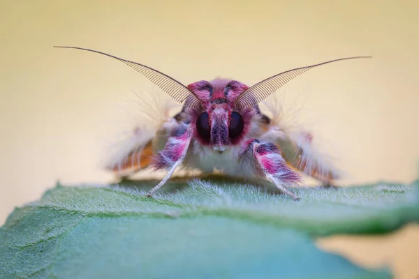粉色和紫色飞蛾的正面肖像栖息在树叶上 哥伦比亚 南美洲的自然 — 图库照片