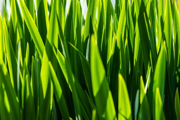Крупный План Растущей Травы — стоковое фото