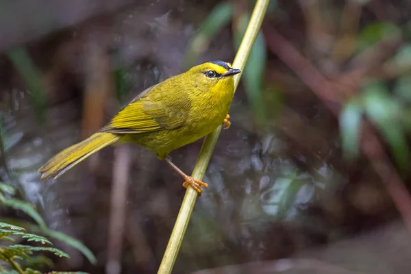 Petite Paruline Jaune Perchée Sur Une Branche — Photo