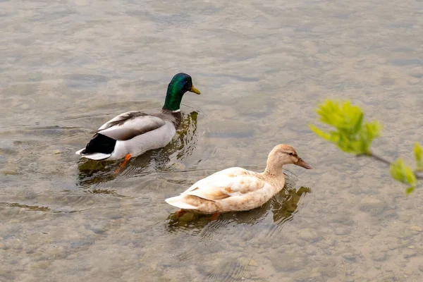 Nahaufnahme Von Zwei Enten Die Einem See Schwimmen — Stockfoto