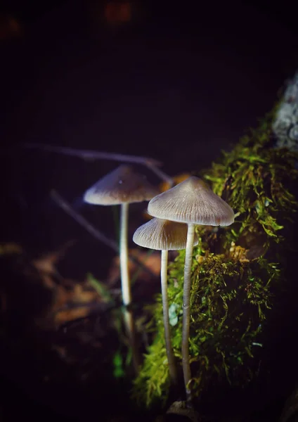 Tiro Vertical Cogumelos Exóticos Chão Coberto Musgo Uma Floresta — Fotografia de Stock