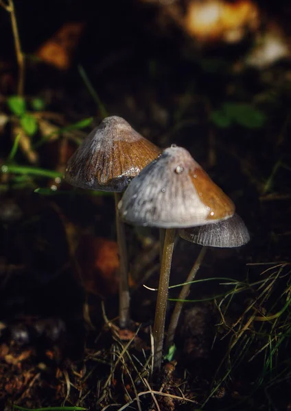 Eine Nahaufnahme Von Psilocybe Pilzen — Stockfoto