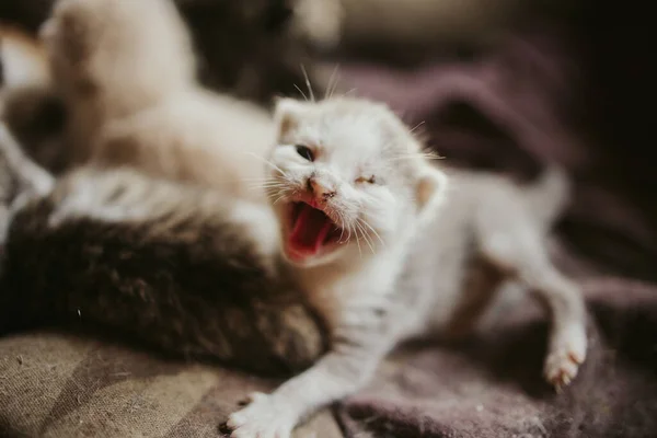 Uno Sbadiglio Bianco Neonato Gattino Una Coperta — Foto Stock