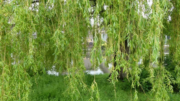 Een Close Opname Van Een Groeiende Boom Een Park — Stockfoto