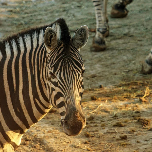 Uma Zebra Exótica Capturada Área Preservada Zoológico — Fotografia de Stock