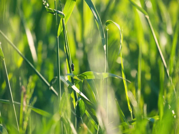Крупный План Свежей Зеленой Травы Солнечный День — стоковое фото