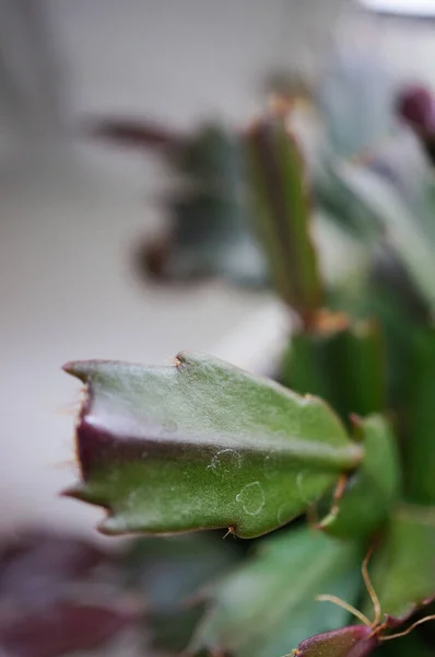 Svislý Záběr Kaktusu Rozmazaném Pozadí — Stock fotografie