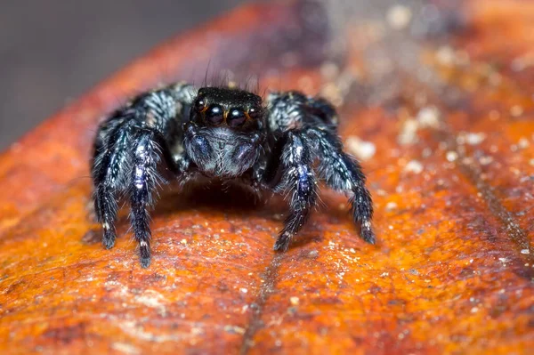 Fekete Pók Ült Egy Vörös Levélen Természet Dél Amerikából Kolumbia — Stock Fotó