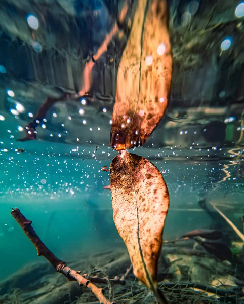 Närbild Ett Torrt Löv Som Reflekteras Sjö — Stockfoto