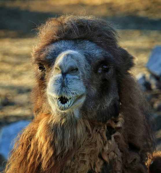 Nahaufnahme Eines Flauschigen Und Pelzigen Kamels Das Einem Zoo Gefangen — Stockfoto