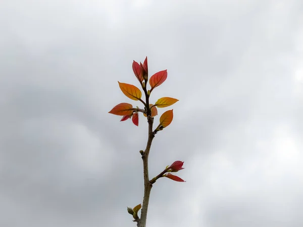 Primer Plano Una Rama Árbol Con Hojas Jóvenes Cielo Nublado —  Fotos de Stock