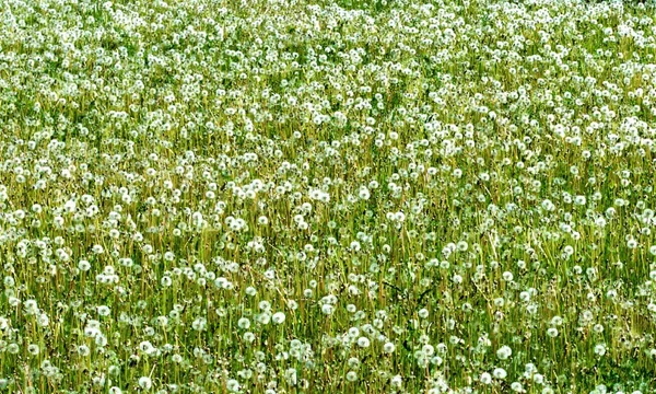 Naturskön Över Ett Fält Omgivet Maskrosor — Stockfoto