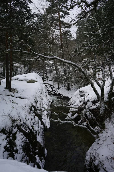 Paysage Hivernal Pins Enneigés Dans Une Forêt — Photo