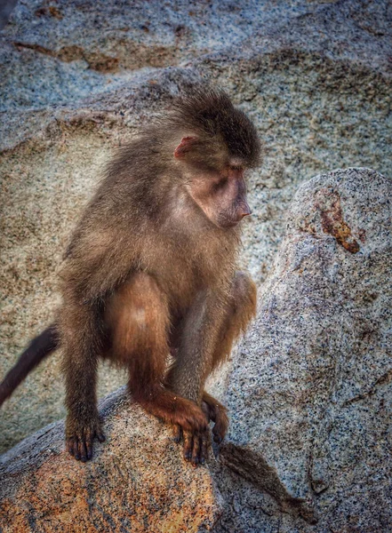 一只可爱的小猴子独自坐在岩石表面上的垂直镜头 — 图库照片
