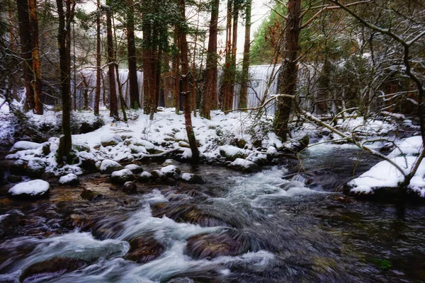 Una Hermosa Vista Río Medio Bosque Cubierto Nieve — Foto de Stock