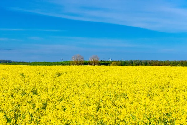 Une Belle Photo Champ Colza Jaune Printemps — Photo