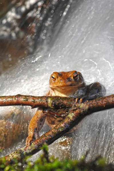 Relaxed toad under a waterfall looks at you