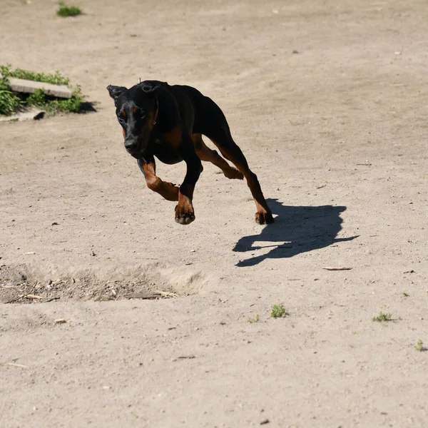 Joven Perro Doberman Corriendo Parque Por Mañana Una Luz Bonita — Foto de Stock